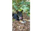 Adopt Dabb a German Shepherd Dog / Mixed dog in Loganville, GA (34783328)