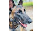 Adopt Lance a Belgian Malinois / Mixed dog in Loganville, GA (34783327)