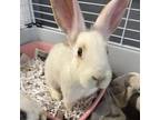 Adopt Cuddles a Harlequin / Mixed rabbit in Waldorf, MD (34783075)