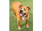 Adopt Adonis a Tan/Yellow/Fawn American Pit Bull Terrier / Mixed dog in