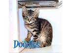 Adopt DOODLES a Brown Tabby Domestic Shorthair / Mixed (short coat) cat in Fort