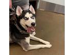 Adopt Lexie a Black Husky / Mixed dog in Tulsa, OK (34782580)