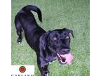 Adopt Marley a Black Labrador Retriever / Mixed dog in Watertown, WI (34782163)