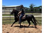 Adopt Paco a Quarterhorse / Gaited / Mixed horse in Houston, TX (34782491)