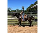 Adopt Quantum a Thoroughbred / Mixed horse in Houston, TX (34782490)
