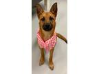 Adopt Egypt a German Shepherd Dog / Mixed dog in Topeka, KS (34782476)