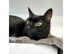 Adopt Kitty Kitty a All Black Domestic Shorthair / Mixed cat in Greensboro