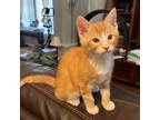 Adopt GadgetW a Orange or Red Tabby Domestic Shorthair (short coat) cat in North
