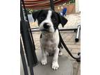 Adopt Adley a Black - with White Border Collie / Mixed dog in Minneapolis
