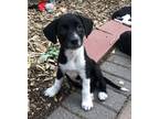 Adopt Ashton a Black - with White Border Collie / Mixed dog in Minneapolis