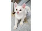 Adopt Marshmellow a White (Mostly) Domestic Mediumhair (medium coat) cat in