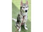 Adopt Aika a Gray/Blue/Silver/Salt & Pepper Husky / Mixed dog in Roseville
