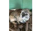 Adopt Joelie a Brindle Shih Tzu / Boston Terrier / Mixed dog in Great