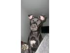Adopt Marley a Black - with White Labrador Retriever / American Pit Bull Terrier