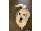 Adopt Bernadette a White Great Pyrenees / Mixed dog in Bartlesville