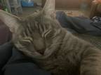 Adopt Comet a Gray, Blue or Silver Tabby American Shorthair / Mixed cat in Lake