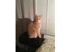 Adopt Plato Bean a Orange or Red British Shorthair / Mixed (medium coat) cat in