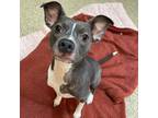 Adopt Becker a Gray/Blue/Silver/Salt & Pepper Border Terrier / Mixed dog in