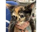 Adopt Emily a Brown Tabby Domestic Shorthair / Mixed cat in Merriam