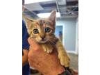 Adopt ISABELLA a Brown Tabby Domestic Shorthair / Mixed (short coat) cat in Fort