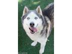 Adopt SCAR a Gray/Silver/Salt & Pepper - with White Husky / Mixed dog in