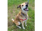 Adopt Samson a German Shepherd Dog / Mixed dog in Kelowna, BC (34780854)