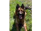 Adopt Luxy - Courtesy Posting a Black - with Tan, Yellow or Fawn German Shepherd