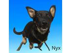 Adopt Nyx a Black German Shepherd Dog / Mixed dog in Bartlesville, OK (34780664)