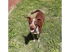 Adopt Paisley a Brown/Chocolate Australian Cattle Dog / Mixed dog in