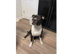 Adopt Moo a Black - with White American Staffordshire Terrier / Mixed dog in