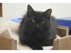 Adopt Forrest a All Black Domestic Mediumhair / Domestic Shorthair / Mixed cat