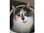 Adopt Luna a Gray or Blue Domestic Longhair / Domestic Shorthair / Mixed cat in