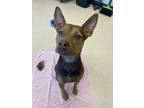 Adopt Marcelle a Brown/Chocolate Australian Kelpie / Mixed dog in Westland