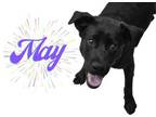Adopt May a Black Labrador Retriever / Mixed dog in Hamilton, ON (34780509)