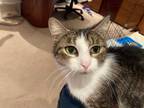 Adopt MAMA a Brown Tabby Domestic Shorthair / Mixed (short coat) cat in San