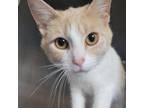 Adopt Cindy a Orange or Red Domestic Shorthair / Mixed cat in Blasdell