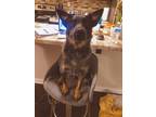 Adopt Sven a Black - with Gray or Silver Australian Cattle Dog / Mixed dog in