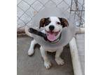 Adopt Enzo in TEXAS a White - with Black Rat Terrier / Mixed dog in Amherst