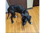 Adopt Arlo a Black Great Dane / Mixed dog in El Dorado, KS (34780023)
