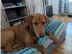 Adopt Scooby a Tan/Yellow/Fawn Labrador Retriever / Mixed dog in Bonneau