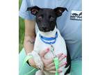 Adopt Peaches a White - with Black Rat Terrier / Mixed dog in Harrison