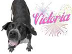 Adopt Victoria a Black Labrador Retriever / Mixed dog in Hamilton, ON (34779951)