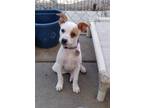 Adopt Gizmo in TEXAS a White - with Red, Golden, Orange or Chestnut Rat Terrier