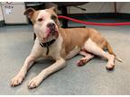 Adopt Belly Button a American Pit Bull Terrier / Boxer / Mixed dog in Richmond