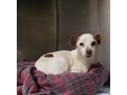 Adopt Harlan a White - with Red, Golden, Orange or Chestnut Jack Russell Terrier