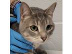 Adopt Pippa a Domestic Shorthair / Mixed cat in Birdsboro, PA (34779643)