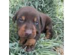 Doberman Pinscher Puppy for sale in Garland, UT, USA