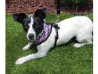 Adopt Serena a Jack Russell Terrier