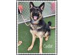 Adopt CEDAR a Black - with Tan, Yellow or Fawn German Shepherd Dog / Mixed dog