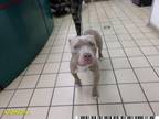 Adopt CHOMPER a Pit Bull Terrier